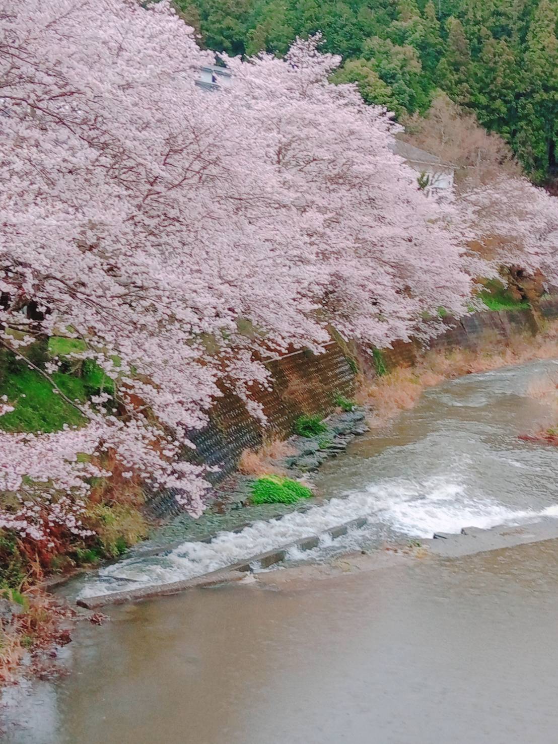 内子の桜