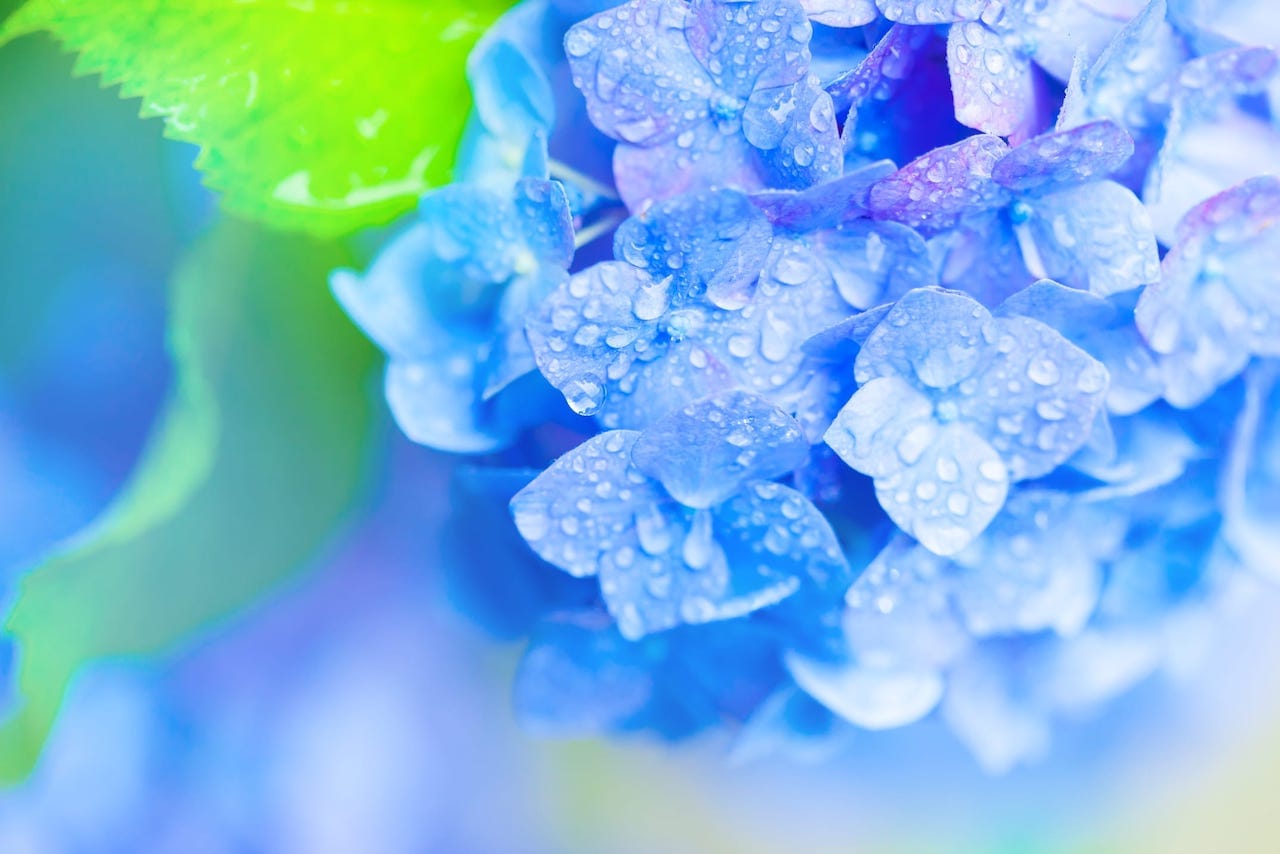 季節の花
