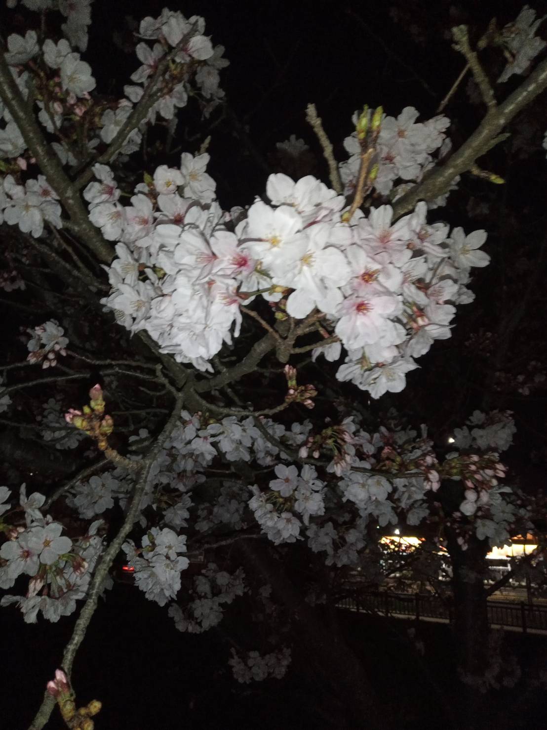 道後の夜桜