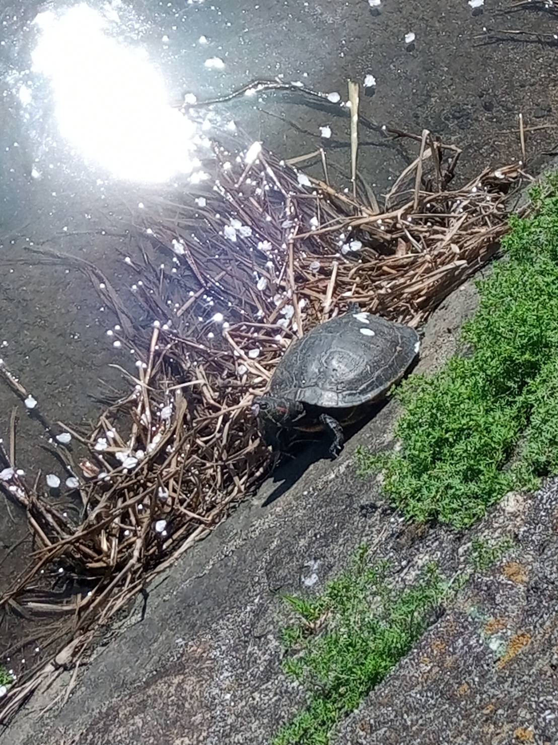 春の日差しと亀