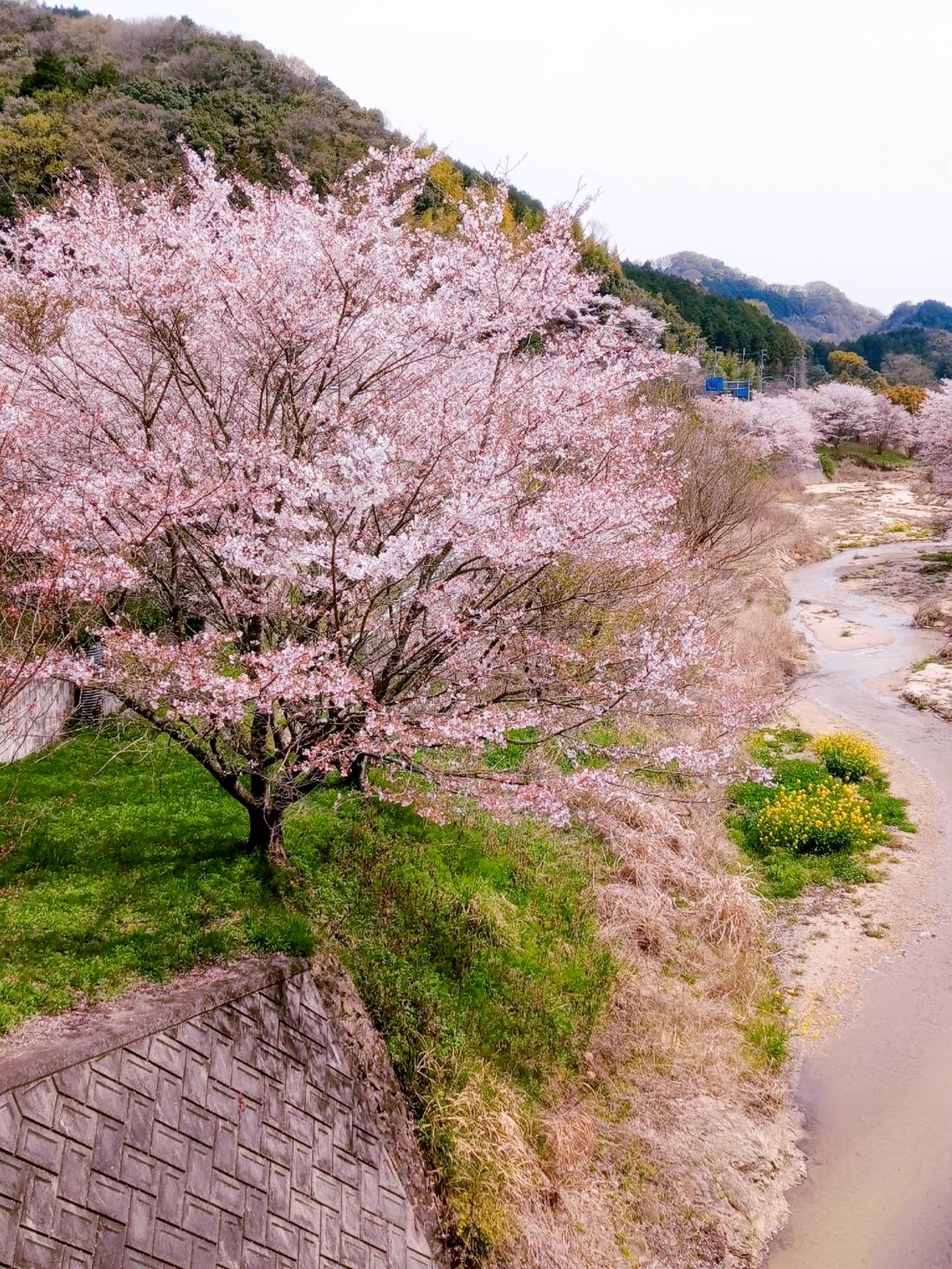 玉川の桜
