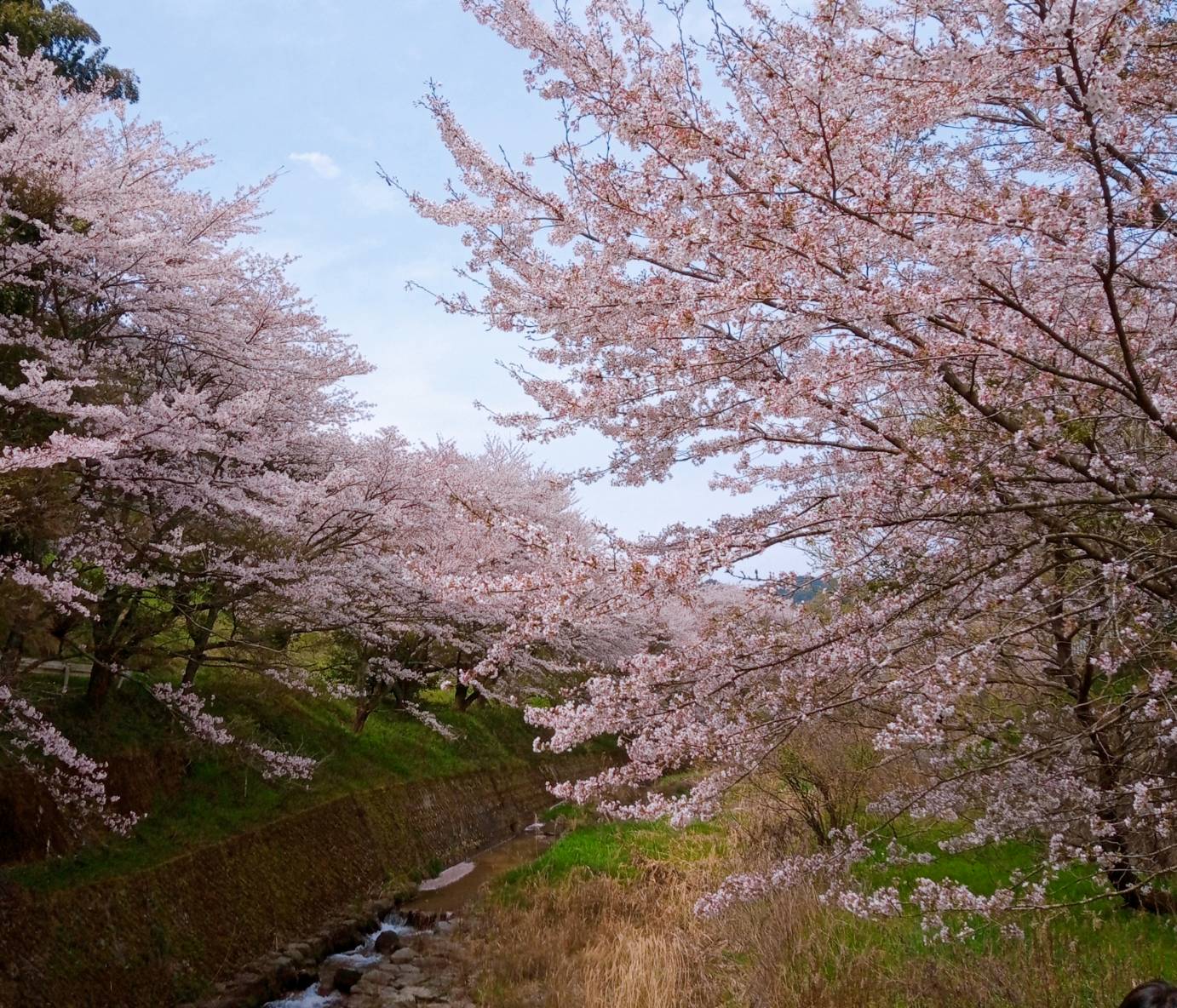 玉川の桜